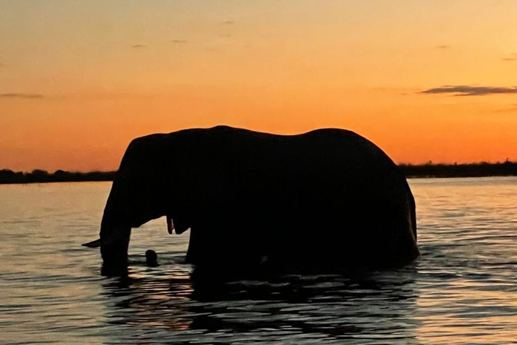 elephant at sunset