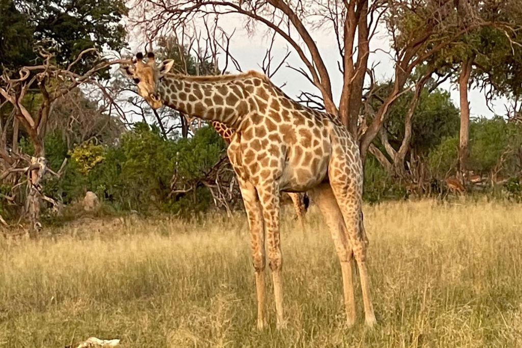 giraffes on safari in Botswana