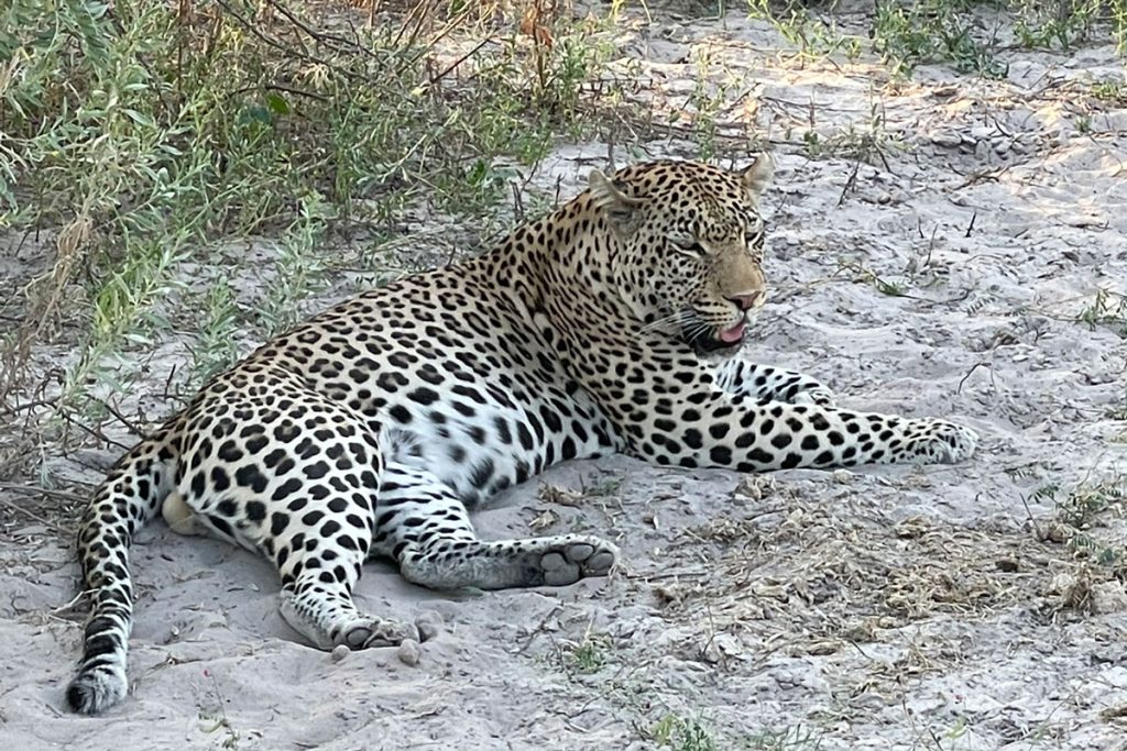 leopards on safari in Botswana
