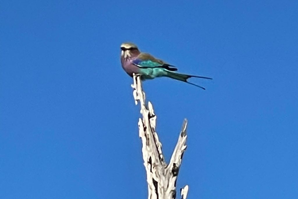 a lilac breasted roller on safari in Botswana