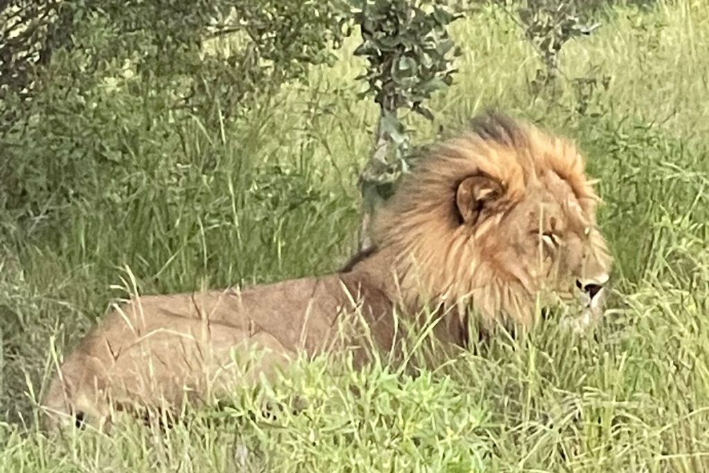 lions on safari in Botswana