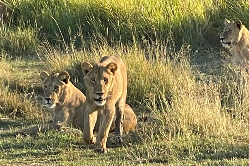 lioness on safari in Botswana