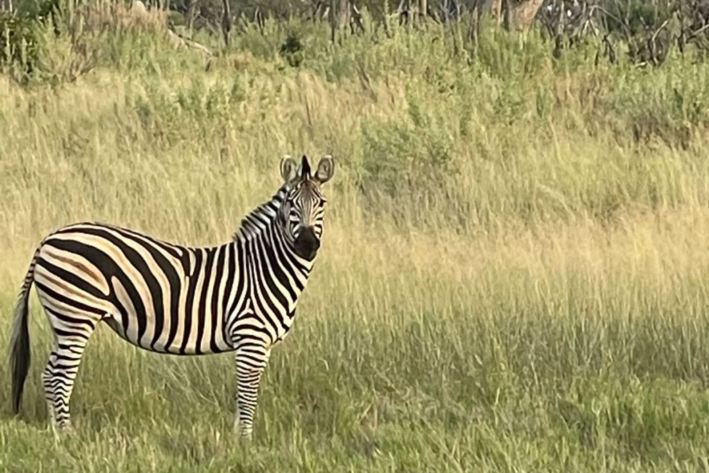 zebra on safari in Botswana