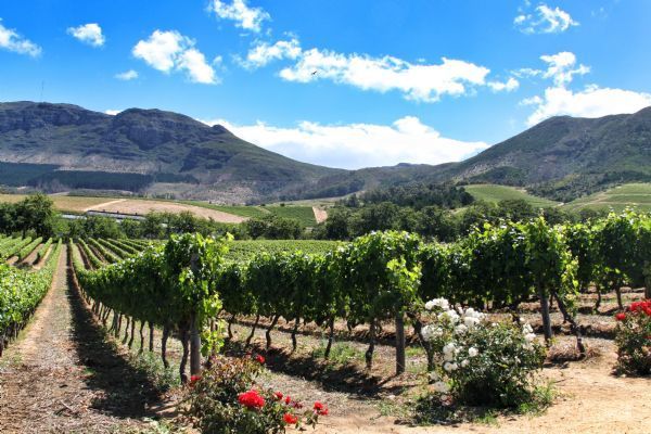 Best of Cape Tour