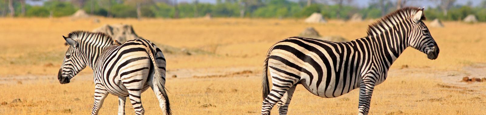 Zimbabwe, Africa