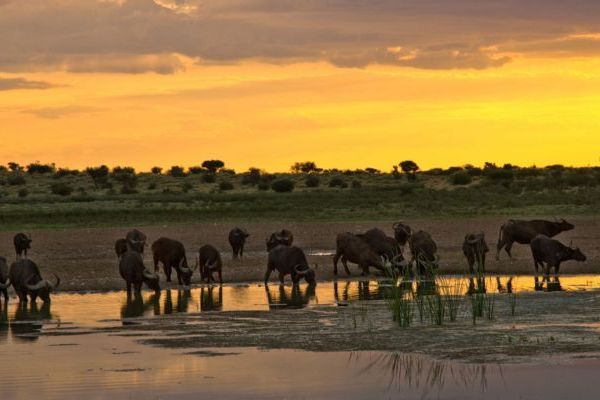 Tswalu Kalahari Private Reserve
