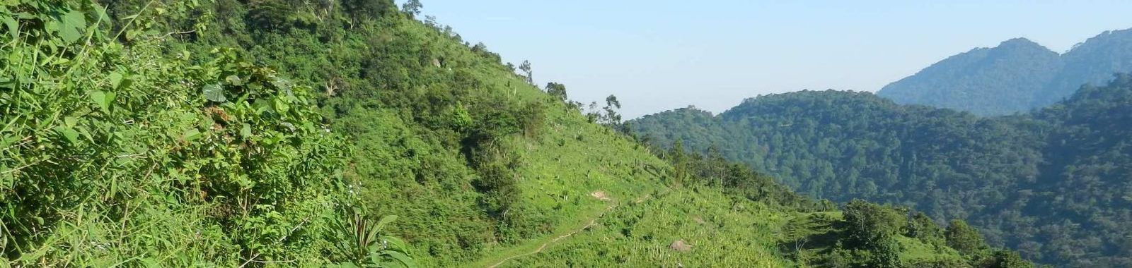 Gorillas of Uganda