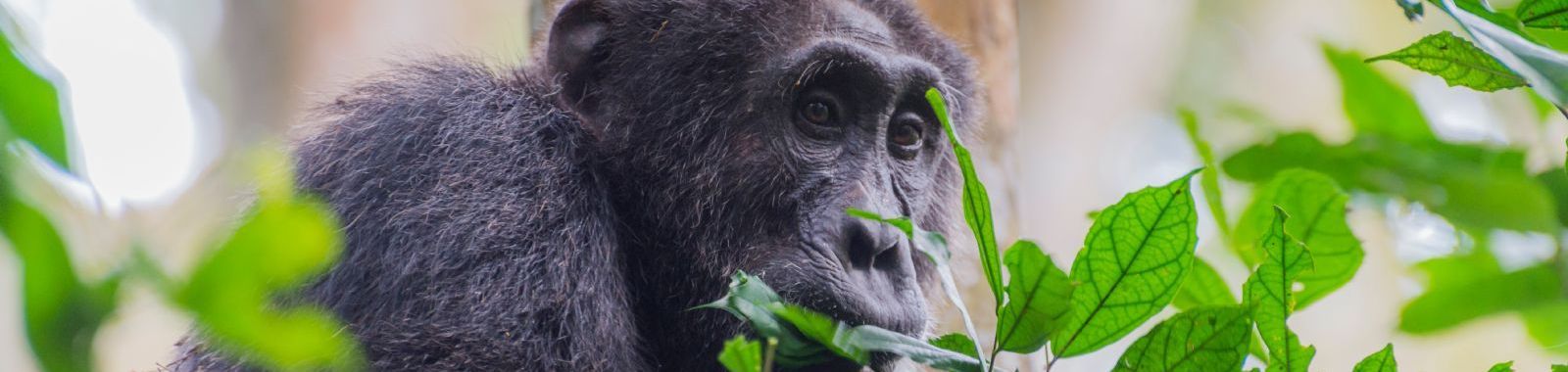 Rwanda In-Depth