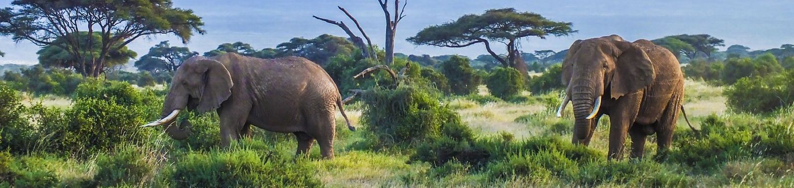 Tanzania Discovered
