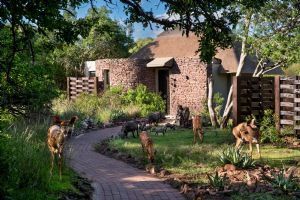 &Beyond Phinda Zuka Lodge