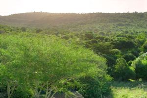 &Beyond Phinda Zuka Lodge