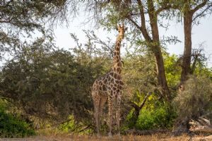 Wilderness Damaraland Camp