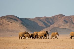 Wilderness Damaraland Camp