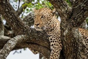 Elewana Serengeti Migration Camp