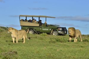 Shamwari Game Reserve