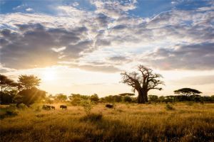 Singita Pamushana