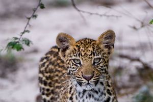 Wilderness Kwetsani