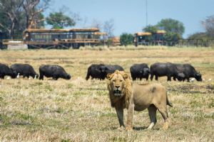 Wilderness Shumba