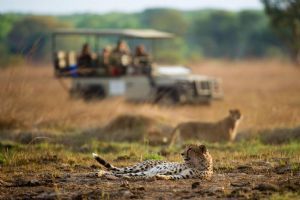 Wilderness Shumba
