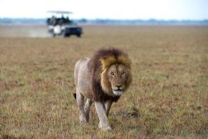 Wilderness Shumba