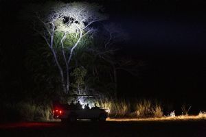 Wilderness Shumba