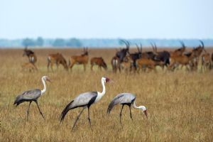 Wilderness Shumba