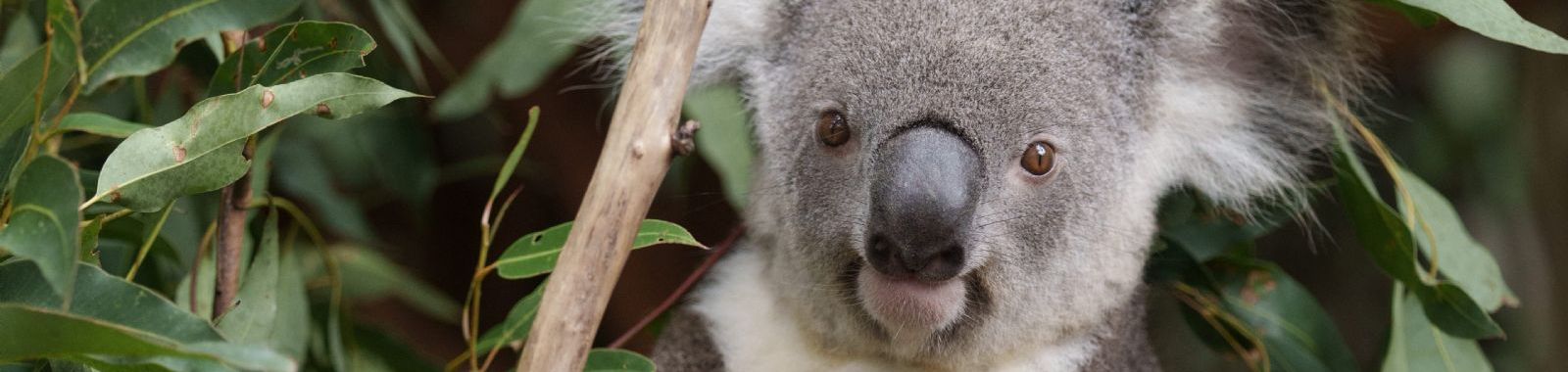 Queensland, Australia