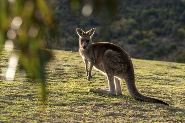 Tidbinbilla