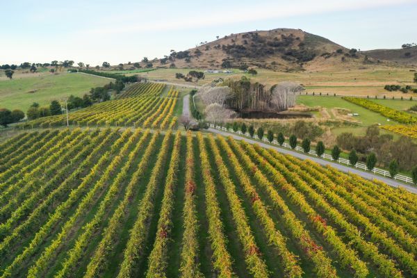 Wine Region