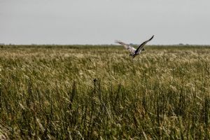 Bamurru Plains
