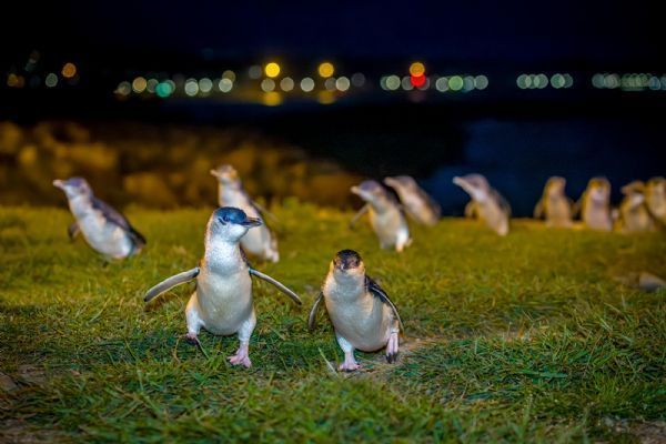 Dunedin & The Otago Peninsula