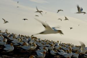 Rosewood Cape Kidnappers