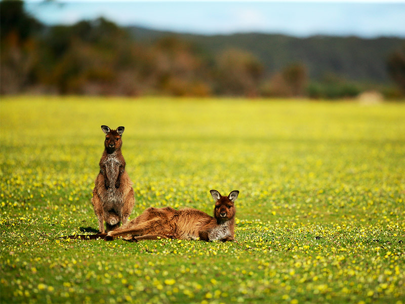 Australia