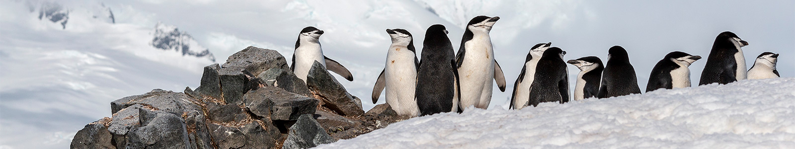 Antarctica