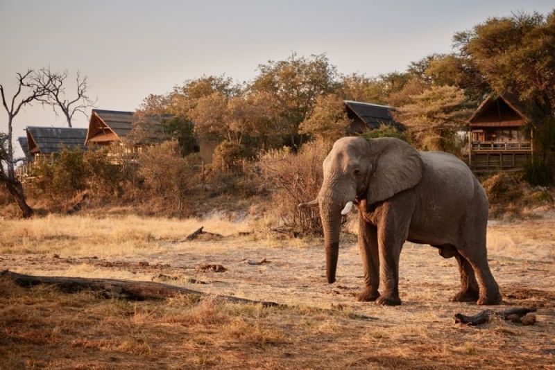 Belmond Safari