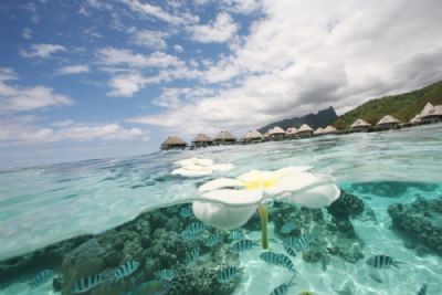 Relax in Moorea