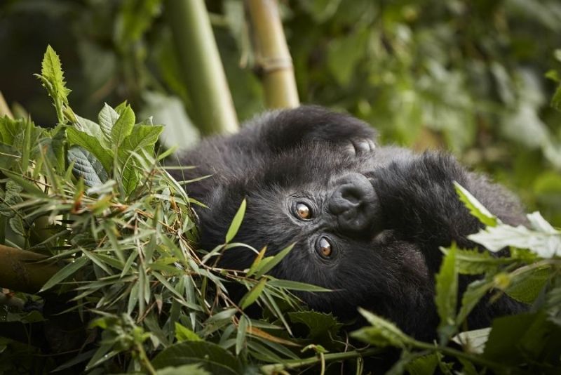 Rwanda In-Depth