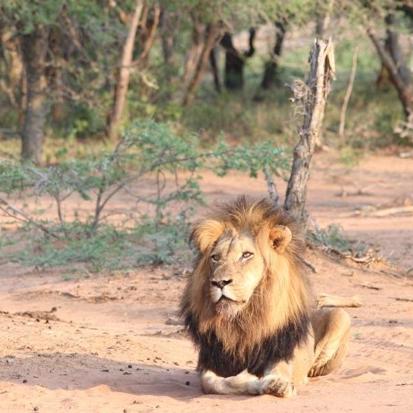 Cape and Safari In-Style