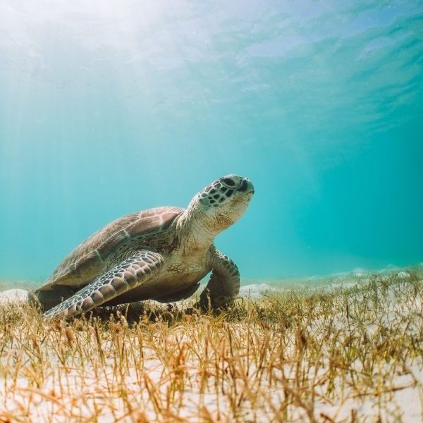 Colors of Australia