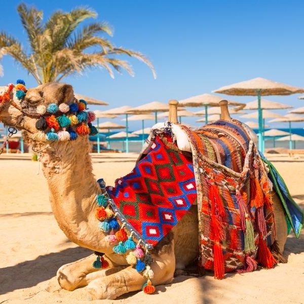 Egypt In-Style