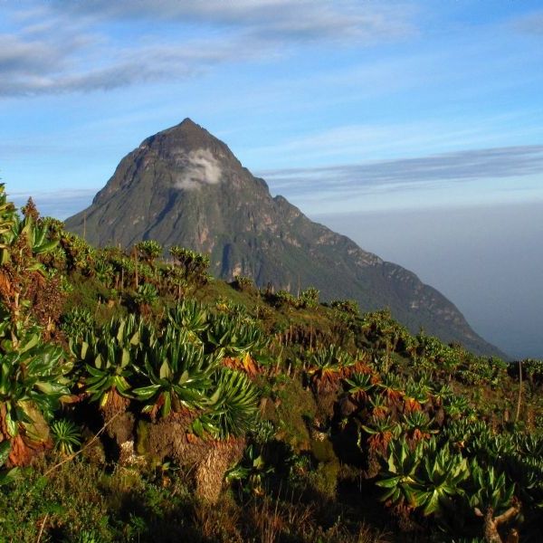 Gorilla Trekking in Rwanda