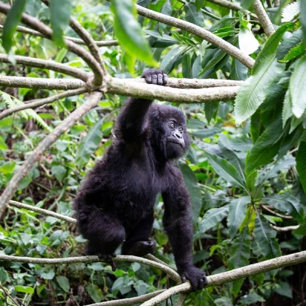 Gorilla Trekking in Rwanda