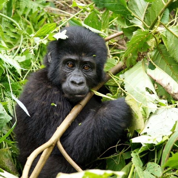 Gorillas of Uganda