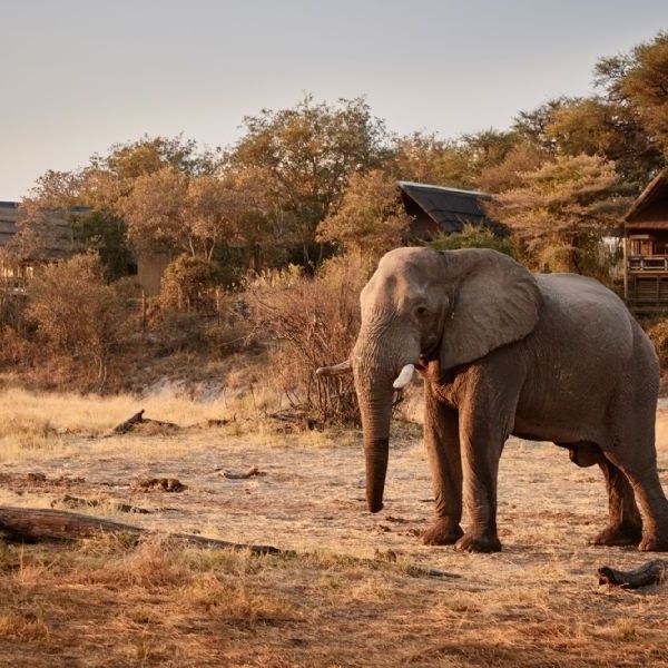 Belmond Safari