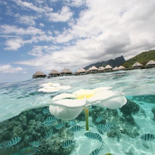 Relax in Moorea