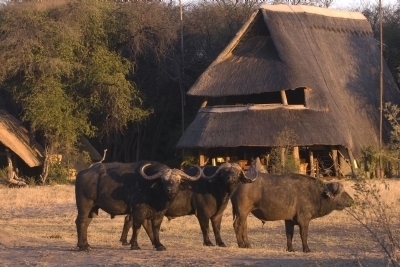 The Hide