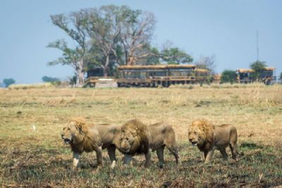 Wilderness Shumba