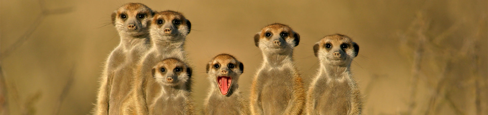 Wildlife travel inspiration