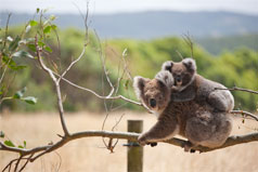 Wildlife travel inspiration