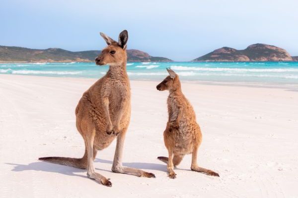 Unique Wildlife